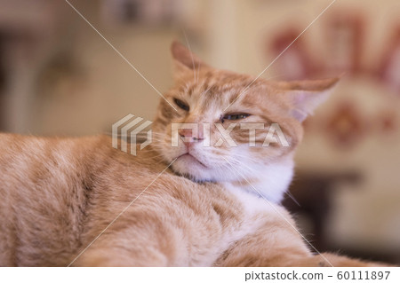 猴硐貓村 60111897