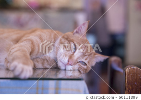 猴硐貓村 猴硐貓村 60111899