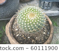 Cactus 60111900