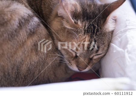 猴硐貓村 60111912