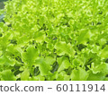 Lactuca sativa 60111914