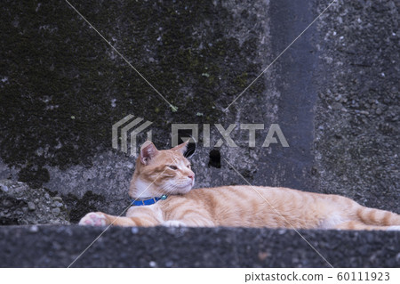猴硐貓村 猴硐貓村 60111923