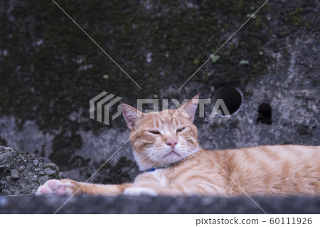 猴硐貓村 猴硐貓村 60111926