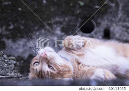 猴硐貓村 60111935