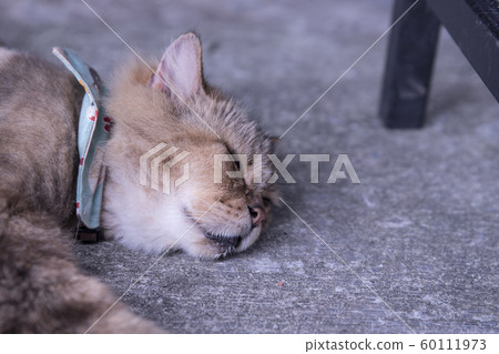 猴硐貓村 猴硐貓村 60111973