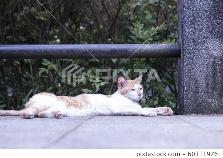 Monkey Cat Village Monkey Cat Village 60111976