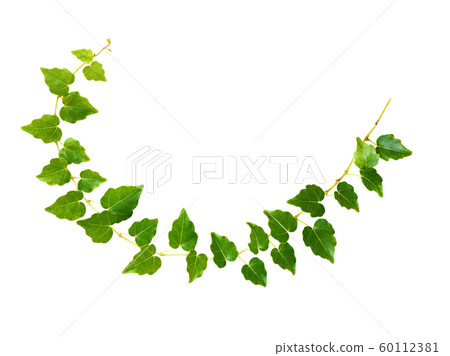 Closeup of waved ivy twig with small green leaves 60112381