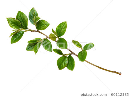 Spring twig with green leaves 60112385