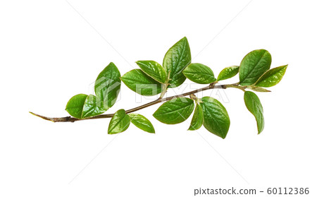 Spring twig with green leaves 60112386