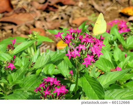 Pentus /立川’ 60112666