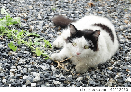 Domestic Cat Eating Indian Acalypha or Cat Grass 60112980