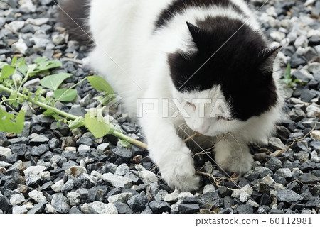 Domestic Cat Eating Indian Acalypha or Cat Grass Domestic Cat Eating Indian Acalypha or Cat Grass 60112981