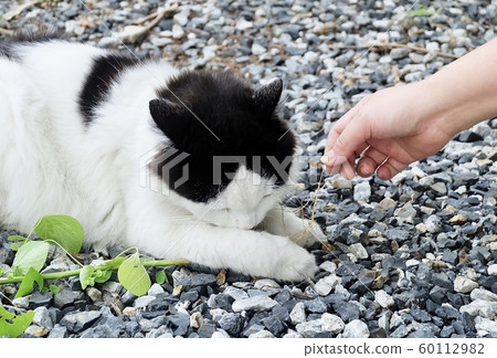 Owner Feeding Indian Acalypha or Cat Grass to A Owner Feeding Indian Acalypha or Cat Grass to A 60112982