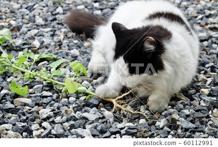 Domestic Cat Eating Indian Acalypha or Cat Grass Domestic Cat Eating Indian Acalypha or Cat Grass 60112991