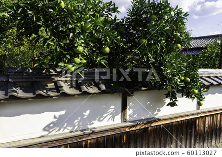 kai，椿和夏幹的市容（山口縣Sa市） 60113027