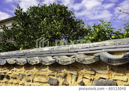 Townscape of Sakai, tiled earth and summer oranges (Sakai City, Yamaguchi Prefecture) 60113048