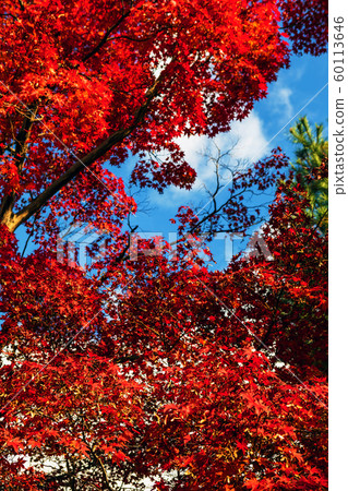 [Kyoto] Vivid autumn leaves of Arashiyama 60113646