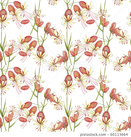 Bladder campion flowers. Watercolor set of drawing cornflowers, floral elements, hand drawn botanical illustration. Seamless patterns. Bladder campion flowers. Watercolor set of drawing cornflowers, floral elements, hand drawn botanical illustration. Seamless patterns. 60113664