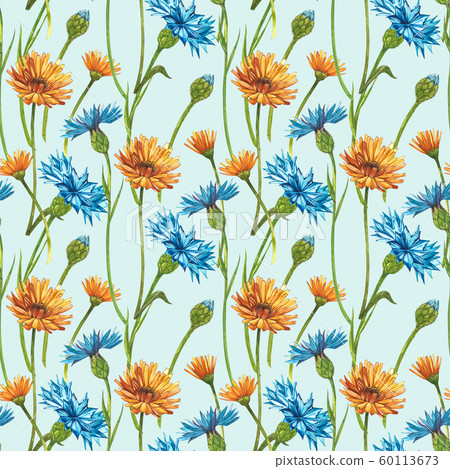 Blue Cornflower Herb or bachelor button flower bouquet with Calendula flowers isolated on white background. Set of drawing cornflowers, floral elements, watercolor botanical illustration. Seamless Blue Cornflower Herb or bachelor button flower bouquet with Calendula flowers isolated on white background. Set of drawing cornflowers, floral elements, watercolor botanical illustration. Seamless 60113673