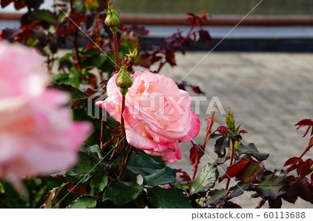 Autumn roses Autumn roses 60113688