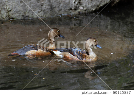 The lesser whistling duck (Dendrocygna javanica), Indian whistling duck or lesser whistling teal. 60115887