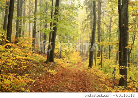 Forest trail in the misty autumn weather Forest trail in the misty autumn weather 60116118