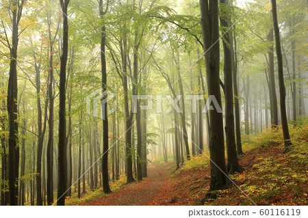 Path among beech trees through an autumn forest in a misty rainy weather Path among beech trees through an autumn forest in a misty rainy weather 60116119