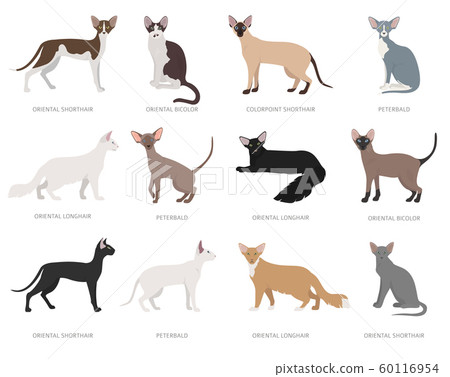 Oriental Type Cats Domestic Cat Breeds And Stock Illustration 60116954 Pixta Oriental Type Cats Domestic Cat Breeds And Stock Illustration 60116954 Pixta