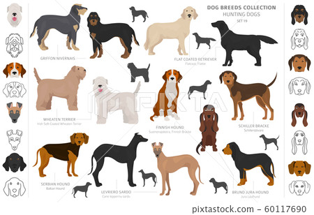 Hunting dogs collection isolated on white clipart. Hunting dogs collection isolated on white clipart. 60117690