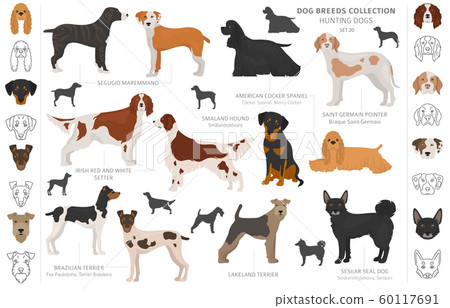 Hunting dogs collection isolated on white clipart. 60117691