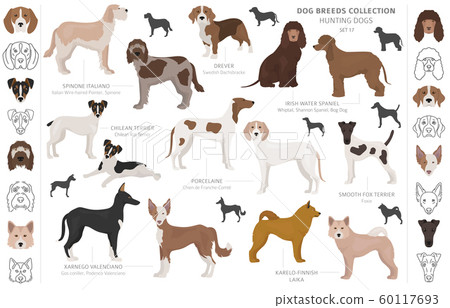 Hunting dogs collection isolated on white clipart. Hunting dogs collection isolated on white clipart. 60117693