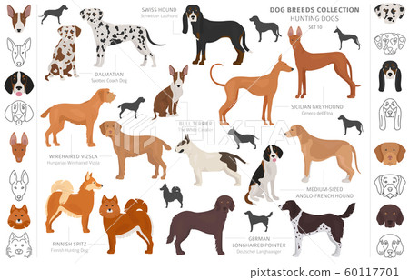 Hunting dogs collection isolated on white clipart. 60117701