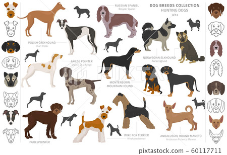 Hunting dogs collection isolated on white clipart. 60117711
