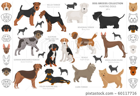 Hunting dogs collection isolated on white clipart. 60117716