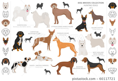 Hunting dogs collection isolated on white clipart. Hunting dogs collection isolated on white clipart. 60117721