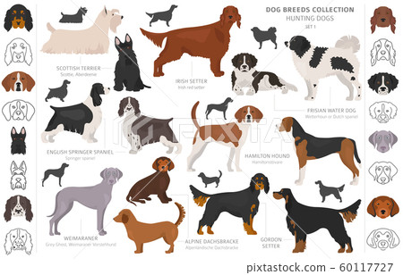 Hunting dogs collection isolated on white clipart. 60117727