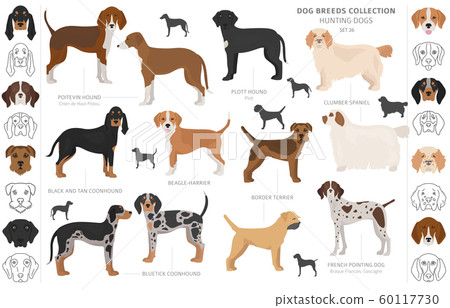 Hunting dogs collection isolated on white clipart. 60117730