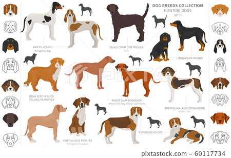 Hunting dogs collection isolated on white clipart. 60117734