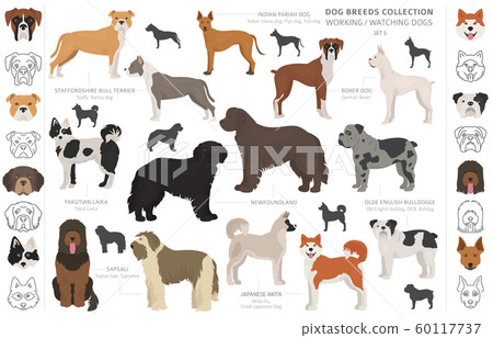 Working, service and watching dogs collection 60117737