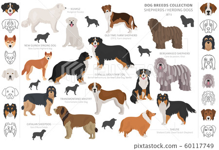 Shepherd and herding dogs collection isolated on Shepherd and herding dogs collection isolated on 60117749