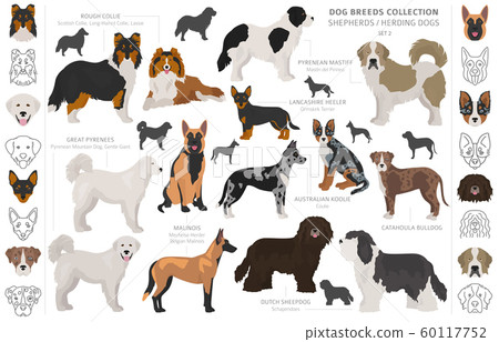 Shepherd and herding dogs collection isolated on 60117752