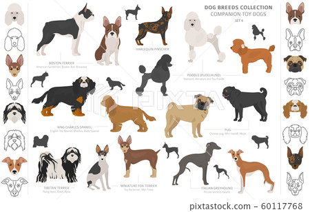 Companion and miniature toy dogs collection 60117768