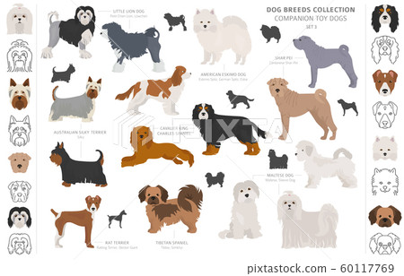 Companion and miniature toy dogs collection 60117769