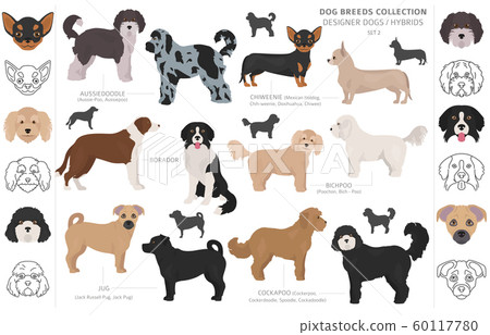 Designer dogs, crossbreed, hybrid mix pooches Designer dogs, crossbreed, hybrid mix pooches 60117780