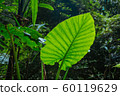 Green leaves in Asian tropical rainforest, Thailand 60119629