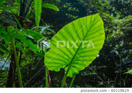 Green leaves in Asian tropical rainforest, Thailand Green leaves in Asian tropical rainforest, Thailand 60119629