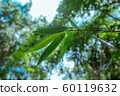 Green leaves in Asian tropical rainforest, Thailand 60119632