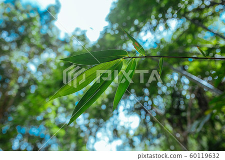 Green leaves in Asian tropical rainforest, Thailand 60119632