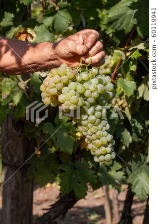 Big delicious grapevine on the hands of farmer 60119941