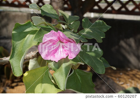 Uncarina Uncarina 60120207